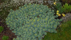 Rhodiola rosea
