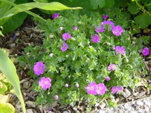 Geranium sanguineum lav type