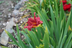 Hemerocallis By Line