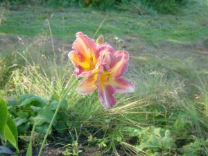 Hemerocallis Cherry Lace