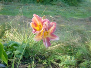 Hemerocallis Cherry Lace