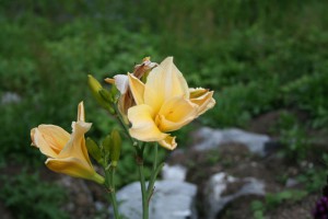 Hemerocallis Flame of Fantasy