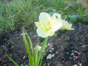 Hemerocallis Joan Senior