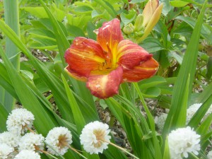 Hemerocallis Little Red Hen Power point