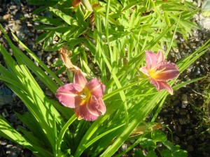 Hemerocallis Stafford