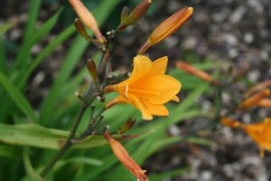 Hemerocallis Thumbeline