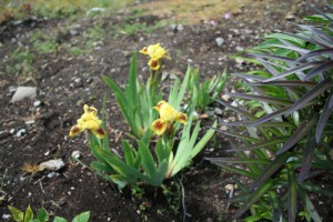 Iris Meadow Court (2)