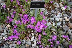 Lewisia pygmaea