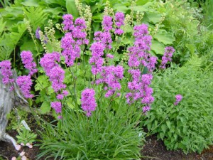 Lychnis viscaria -tjæreblom