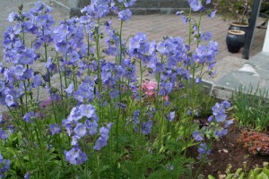 Polemonium coeruleum_edited-1