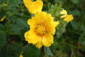 Potentilla sp.