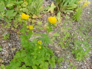 Trollius hondoensis power point